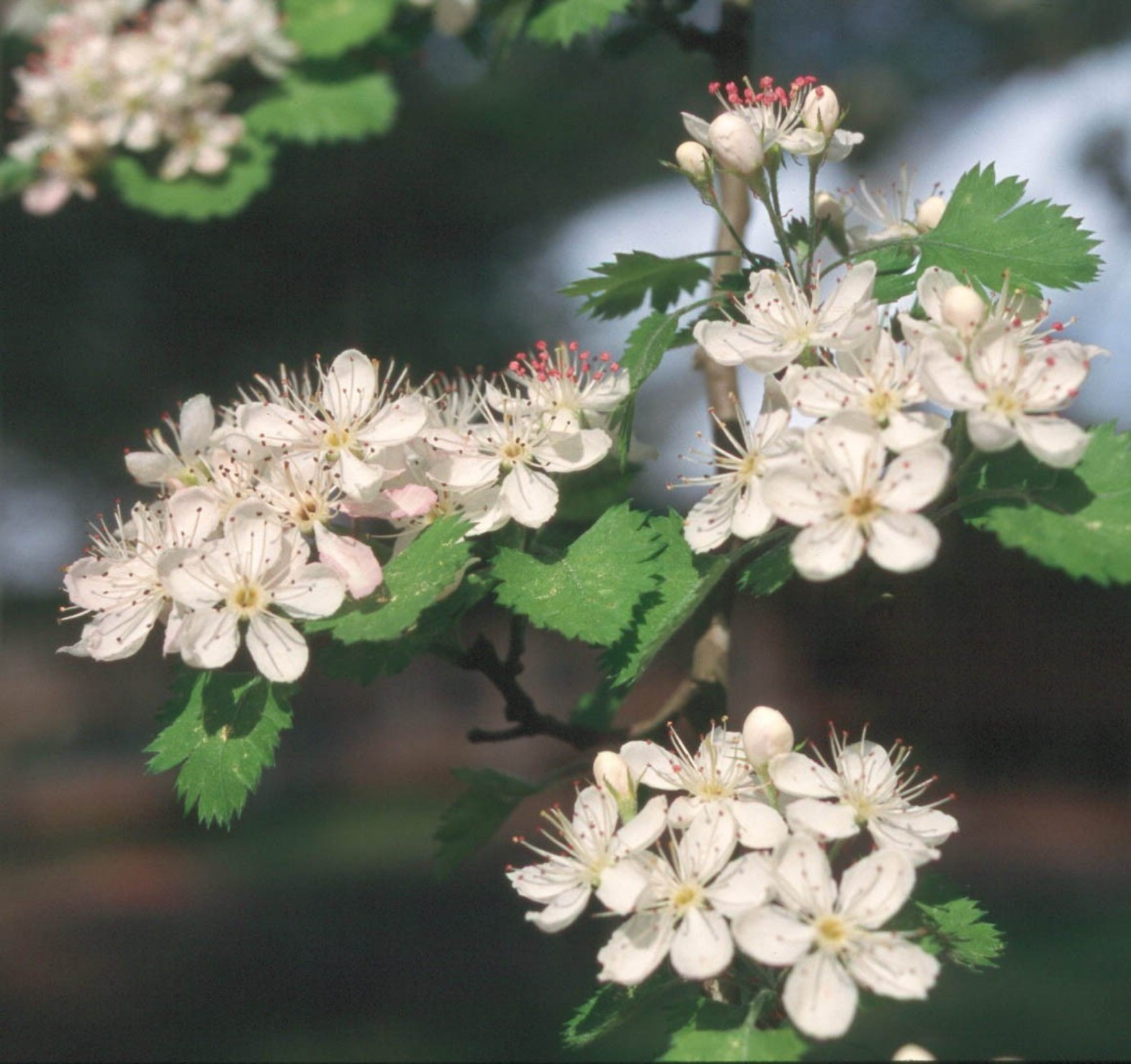 Online Plant Guide Crataegus marshallii / Parsley Hawthorn